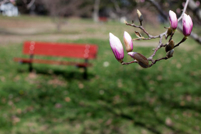 Tree Flowers and Bench