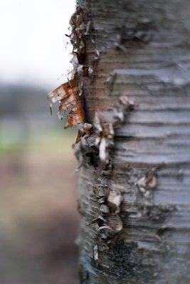 Birch Bark