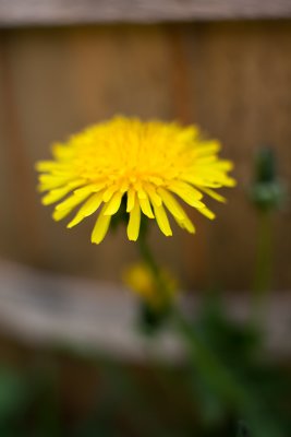 Dandelion by Bucket