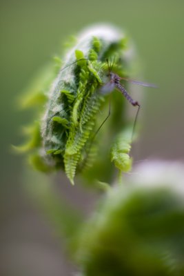 Young Fern with Visitor