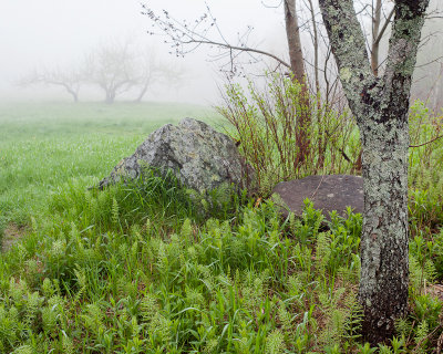 Foggy Day on Blue Hill Mountain #2