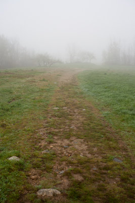 Foggy Day on Blue Hill Mountain #6