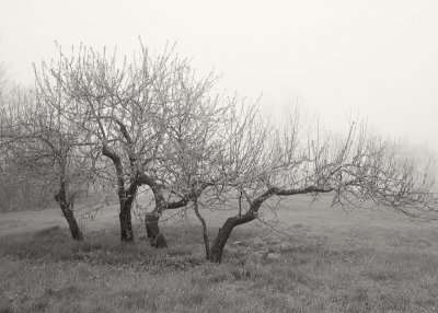 Foggy Day on Blue Hill Mountain #7