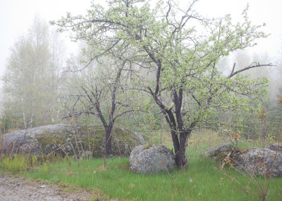 Trees and Rocks in Fog