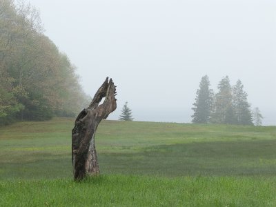Natural Statue in Fog