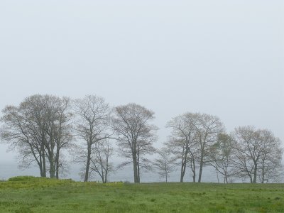 Foggy Bayside Trees #1