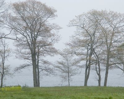 Foggy Bayside Trees #2