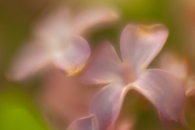 Soft Lilac Macro #1