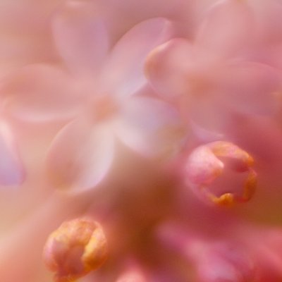 Soft Lilac Macro #4