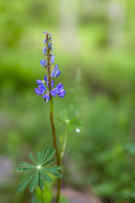 Early Lupin 2011