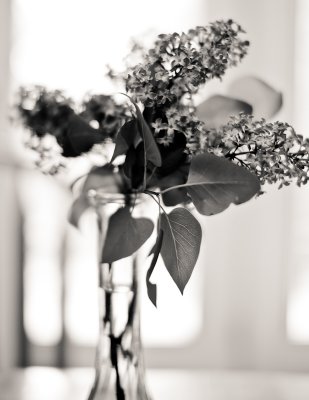 Monochrome Lilacs in Vase