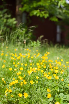Buttercups and Garage