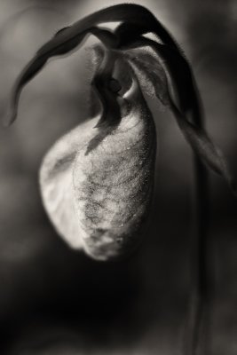 Lady's Slipper Orchid #2