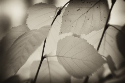 Birch Leaves