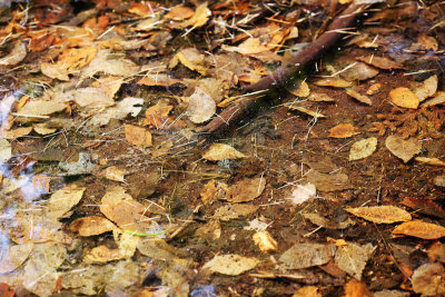 Fallen Leaves in Water with Stick