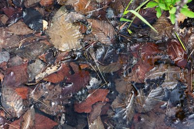 Fallen Leaves in Water