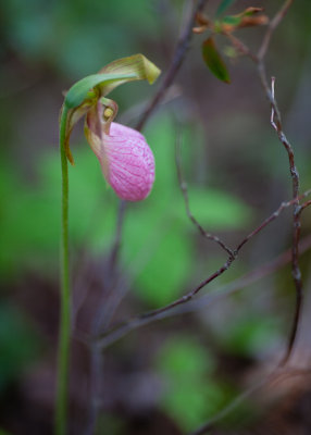 Lady's Slipper Orchid by Jordan Pond