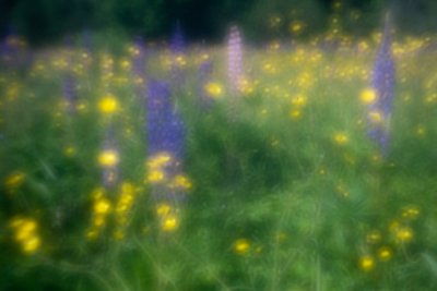Lupines and Buttercups #2