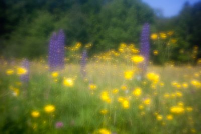 Lupines and Buttercups #3