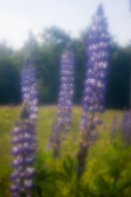 Four Lupines