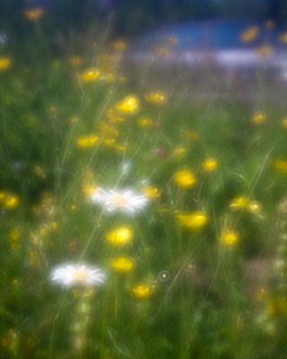 Daisies and Buttercups with Passing Car