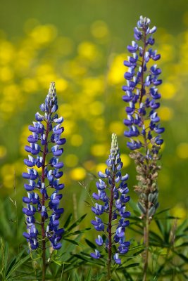 Trio of Blue Lupines with Buttercups #1
