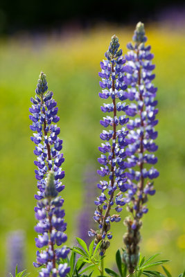 Trio of Blue Lupines with Buttercups #2