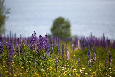 Yelow Hawkweed and Lupines by Patten Bay