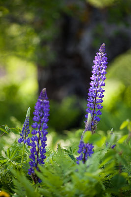 Blue Lupines by Tree