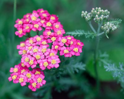 Yarrow Blossoms