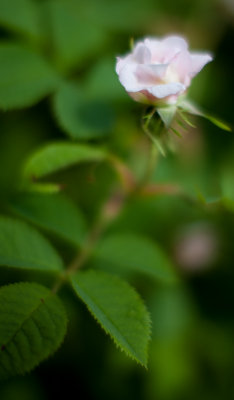 Small Pink Tea Rose #1