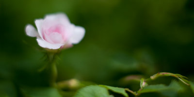 Small Pink Tea Rose #2