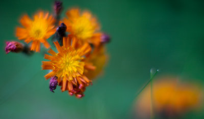 Orange Hawkweed Cluster