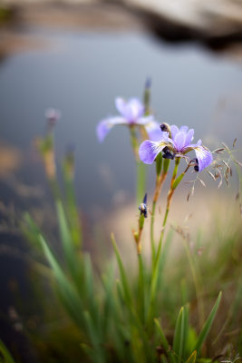 Wild Iris by Tidal Pool #1