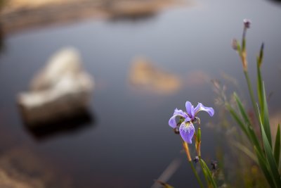 Wild Iris by Tidal Pool #2