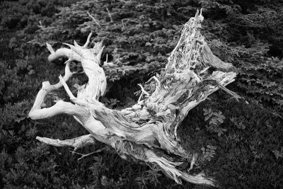 Gnarled, Fallen Pine