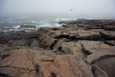 Gull Flying over Rocky Coast in Fog