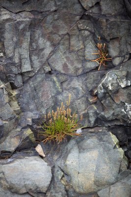 Plants in the Rocks