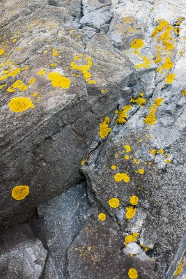 Lichens on Rocks
