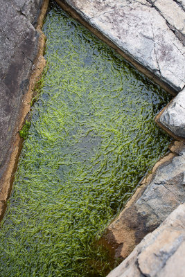 Tidal Pool Algae #2