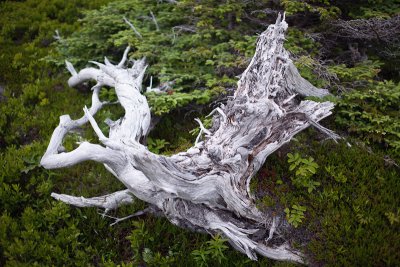 Gnarled, Fallen Pine Among New Growth