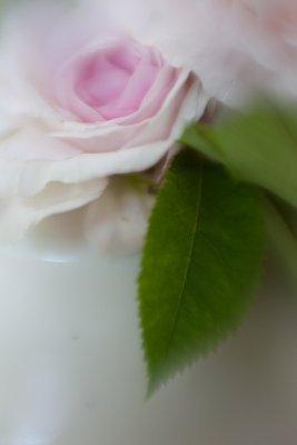 Tea Roses in a Vase #2