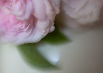 Tea Roses in a Vase #5