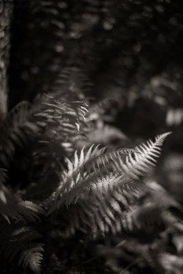 Dark Ferns