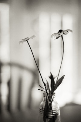 Morning Table Daisies