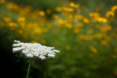 Queen Annes Lace by Coreopsis
