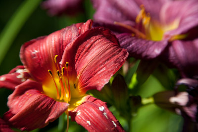 Red and Purple Lilies