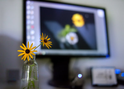 Desktop Daisies