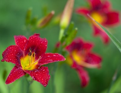 Red Lily Trio