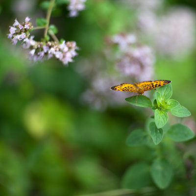 Great Spangled Fritillary Butterfly on Oregano Flowers #1